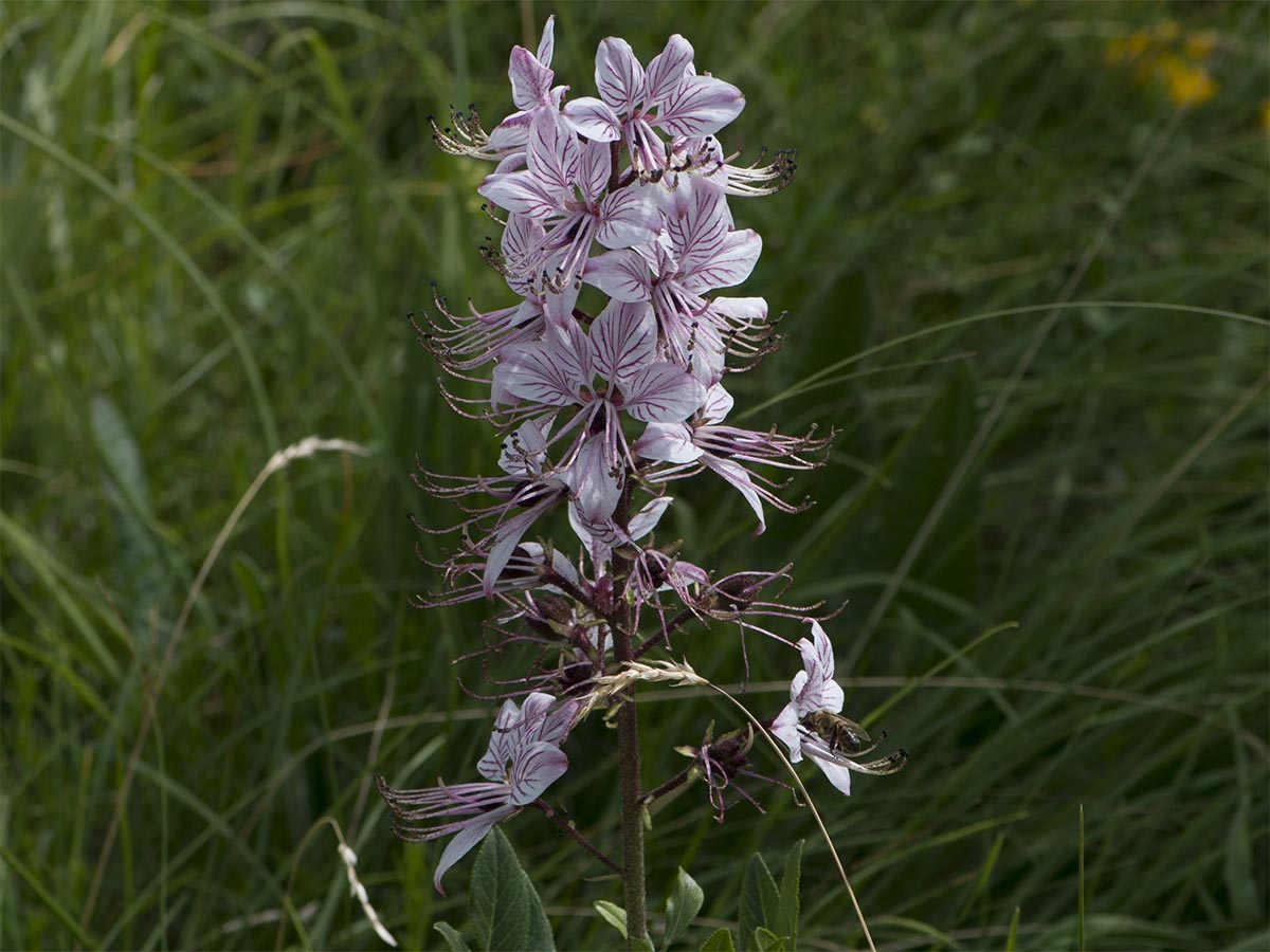 Dictamnus albus